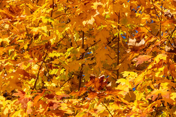 Autumn leaves ready to fall