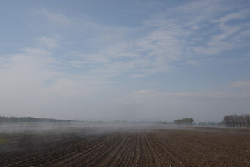 早朝のかすむビート畑