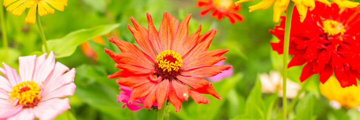 Colorful zinnia flowers in the garden, summer garden with flowers