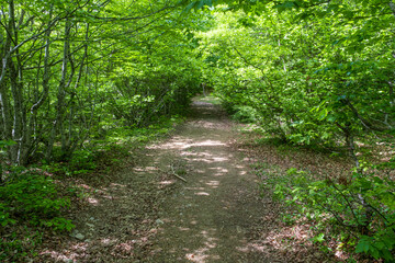 forest path and trees