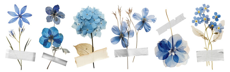 Real pressed blue flowers with paper tape png element set on transparent background