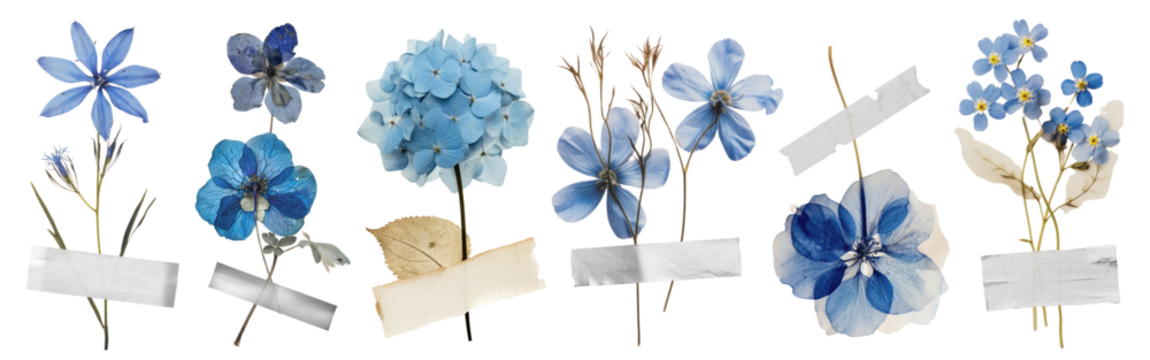 Real pressed blue flowers with paper tape png element set on transparent background