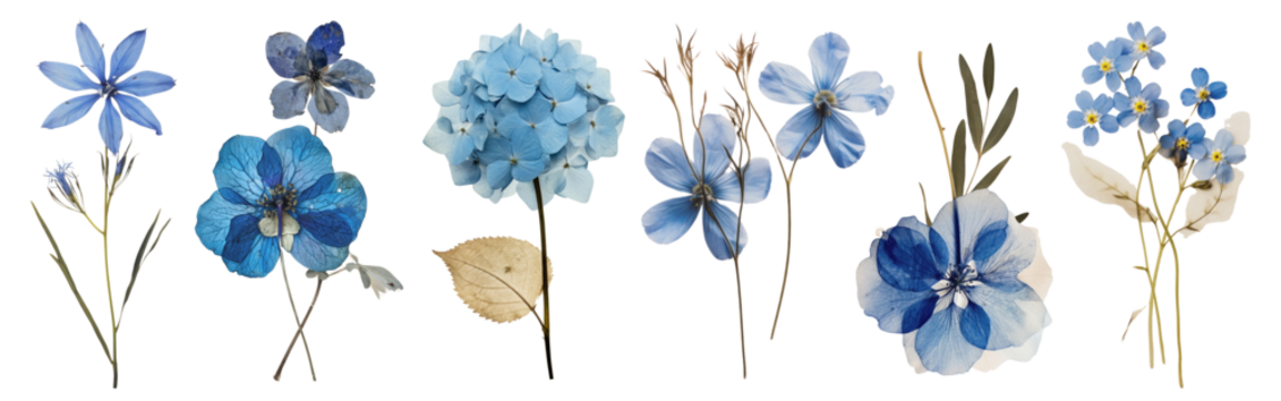 Real pressed blue flowers png element set on transparent background