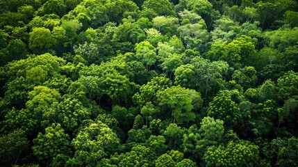 Naklejka premium High-angle shot of a lush, green forest with diverse tree species forming a rich tapestry of foliage.