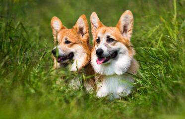 two dogs in the grass breed Welsh Corgi Pembroke