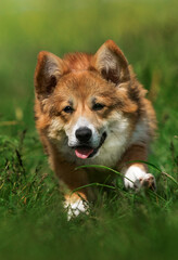 dog runs quickly in the grass breed Welsh Corgi Pembroke