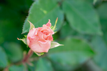 ピンクのバラのつぼみ