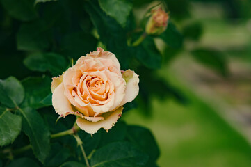 薄いオレンジ色のバラ