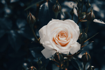 暗い背景に白いバラ
