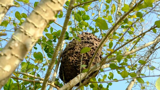 Nests of wasps or hornets built on tree branches.