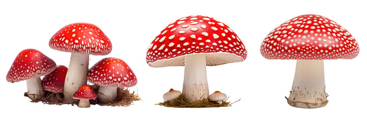 Obraz premium Red mushroom png element set on transparent background
