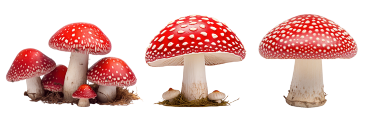 Red mushroom png element set on transparent background