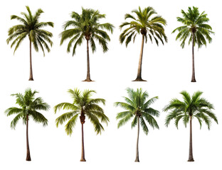 Palm tree png element set on transparent background