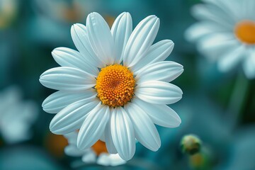 Close up of white flower with yellow center
