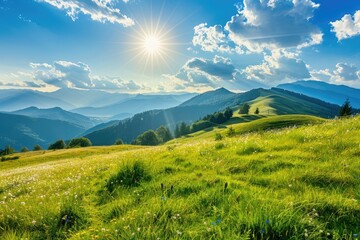 A Wonderful Sunny Morning in a Lush Grassy Meadow