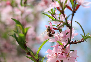 Pink flowering branch of shrub with bee collecting nectar