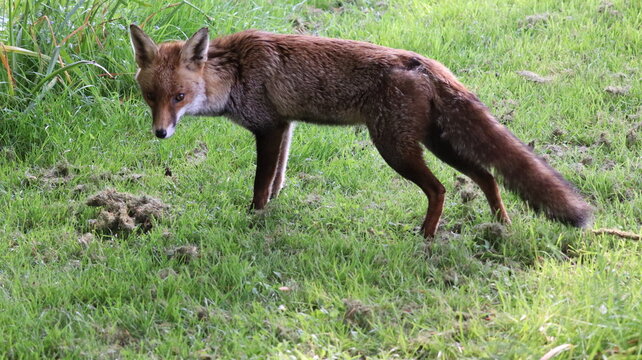 Fox in the wild