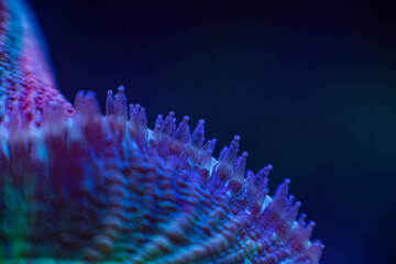 marine LPS coral Trachyphyllia, Lobophyllia macro photo, selective focus