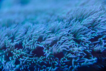 sea coral Euphyllia macro photo, selective focus