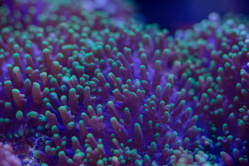 sea soft coral Rhodactis macro photo, selective focus