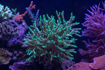 beautiful sea reef, colony of SPS corals