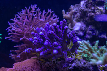 beautiful sea reef, colony of SPS corals