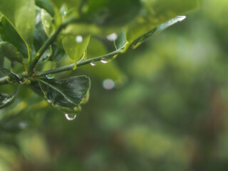 Fresh lemon leaves with dew drops on green blurred background.