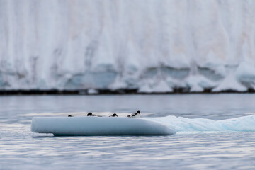 Panorama of four Cape Petrels - Daption capense- resting on an iceberg near Danco Island, on the...