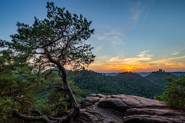 Pine Tree Growing on Rock Slevogtfelsen with View of Palatinate Forest with Castle Trifels during Sunset, Rhineland-Palatinate, Germany, Europe