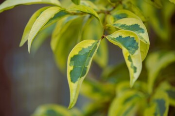 Obraz premium Variegated leaves with soft yellow and spots of diffrent greens.