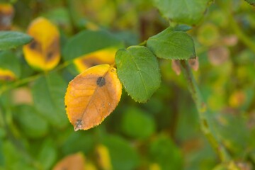 Rose leave stock photography, leaf