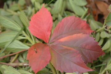 The seasonal coloring of leaves from green to red.