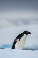Fototapeta premium Close-up of an Adelie Penguin - Pygoscelis adeliae- standing on an iceberg, near the fish islands, on the Antarctic Peninsula