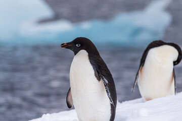 Obraz premium Close-up of two Adelie Penguins - Pygoscelis adeliae- standing on an iceberg, near the fish islands, on the Antarctic Peninsula