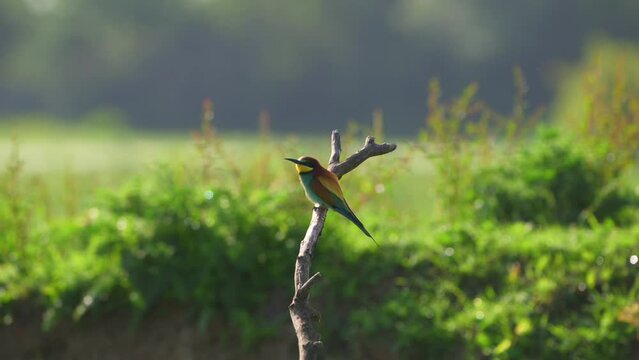 Three European bee-eater (Merops apiaster) on a perch. Colorful migratory bird. Nature reserve of the Isonzo river mouth, Isola della Cona, Friuli Venezia Giulia, Italy.