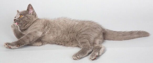 ブリティッシュショートヘアー　子猫