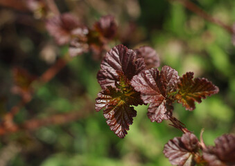 The first openwork leaves of crimson color in spring on a branch in close-up