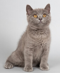 ブリティッシュショートヘアー　子猫