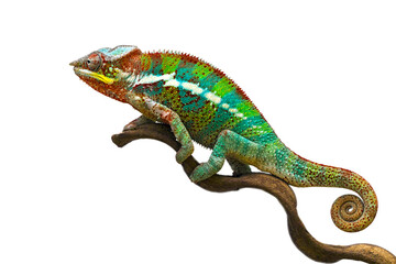 Beautiful of chameleon panther, chameleon panther on branch, chameleon panther closeup