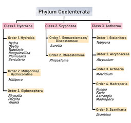 Phylum Coelenterata

