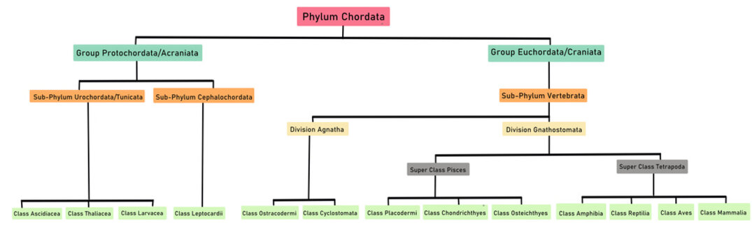 Classification of Phylum Chordata
