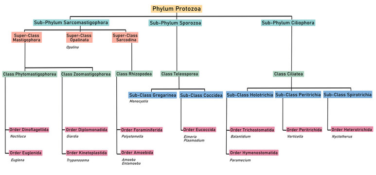 Phylum Protozoa Classification