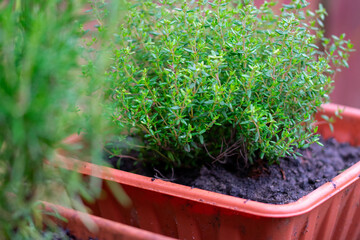 fresh thyme plant in a pot