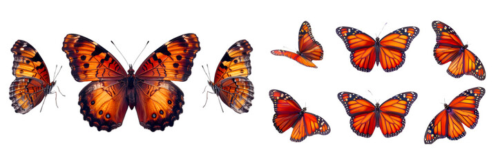 Butterfly collection on transparent background
