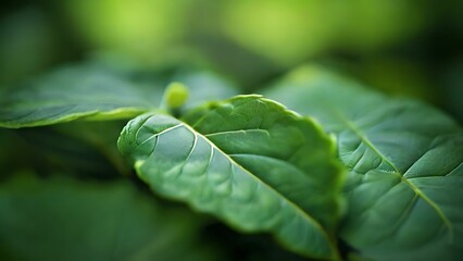 Close up of a green leafs