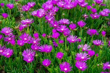 一斉に咲き始めたマツバギクの花