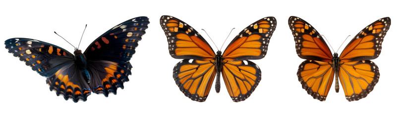 Butterfly collection on transparent background
