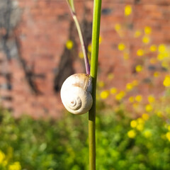 Snail Sitting on Green Leaf