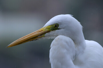 Great white Heron 