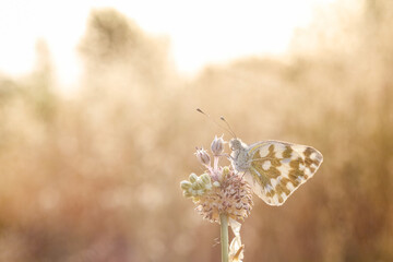 Pontia edusa A colorful butterfly rests on a beautiful flower in this macro photography shot